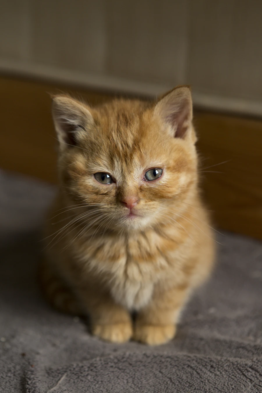 Souvenir de Nala