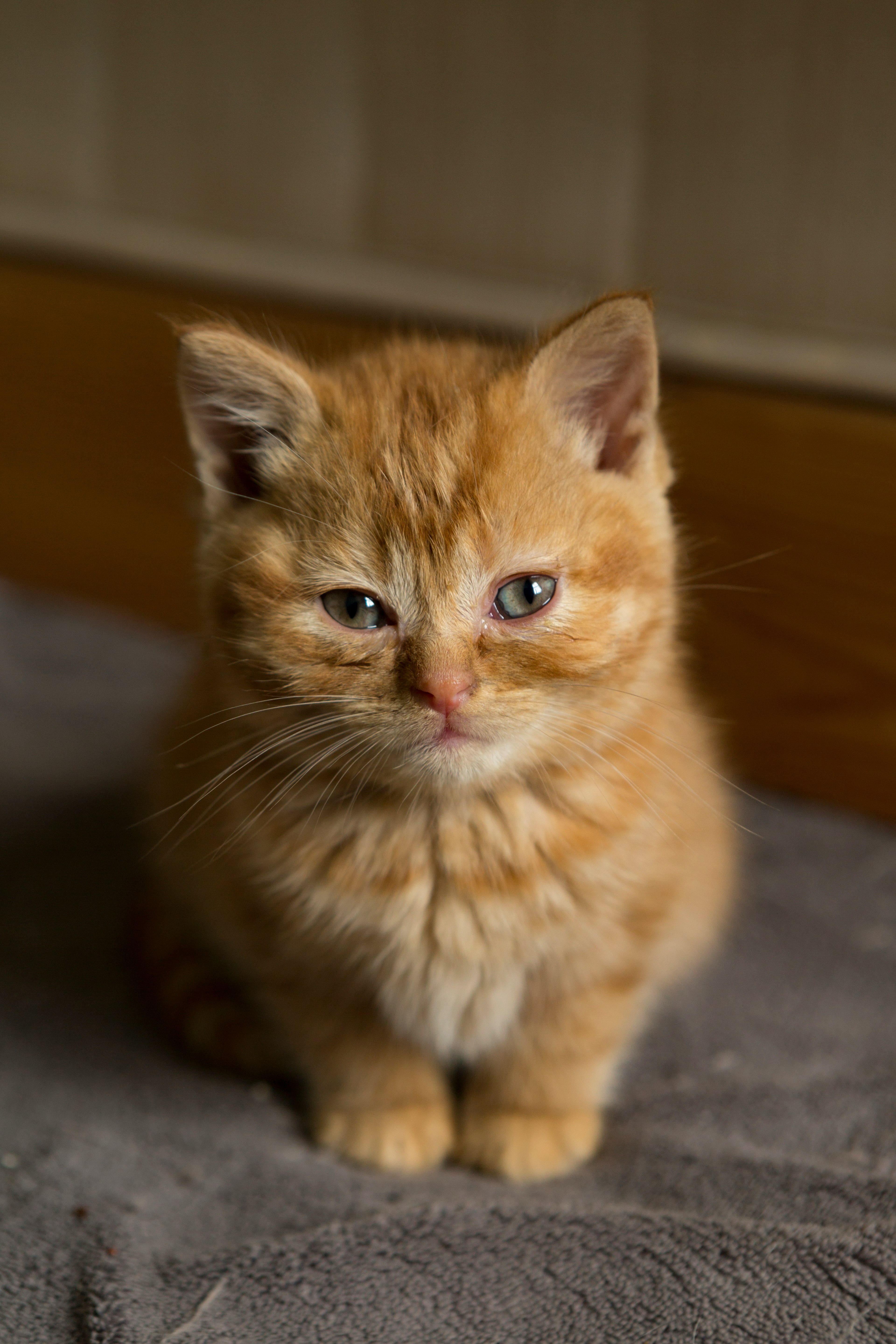 orange tabby cat on black floor