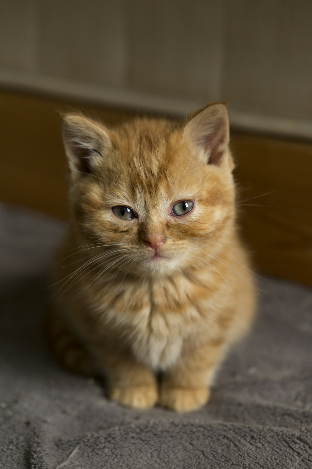 黒い床にオレンジ色のぶち猫