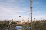 An oil field with several pumpjacks scattered across a barren landscape. Tall palm trees are interspersed among the machines, and a body of water is visible in the foreground. The sky is mostly clear with a few scattered clouds, creating a serene yet industrious setting.