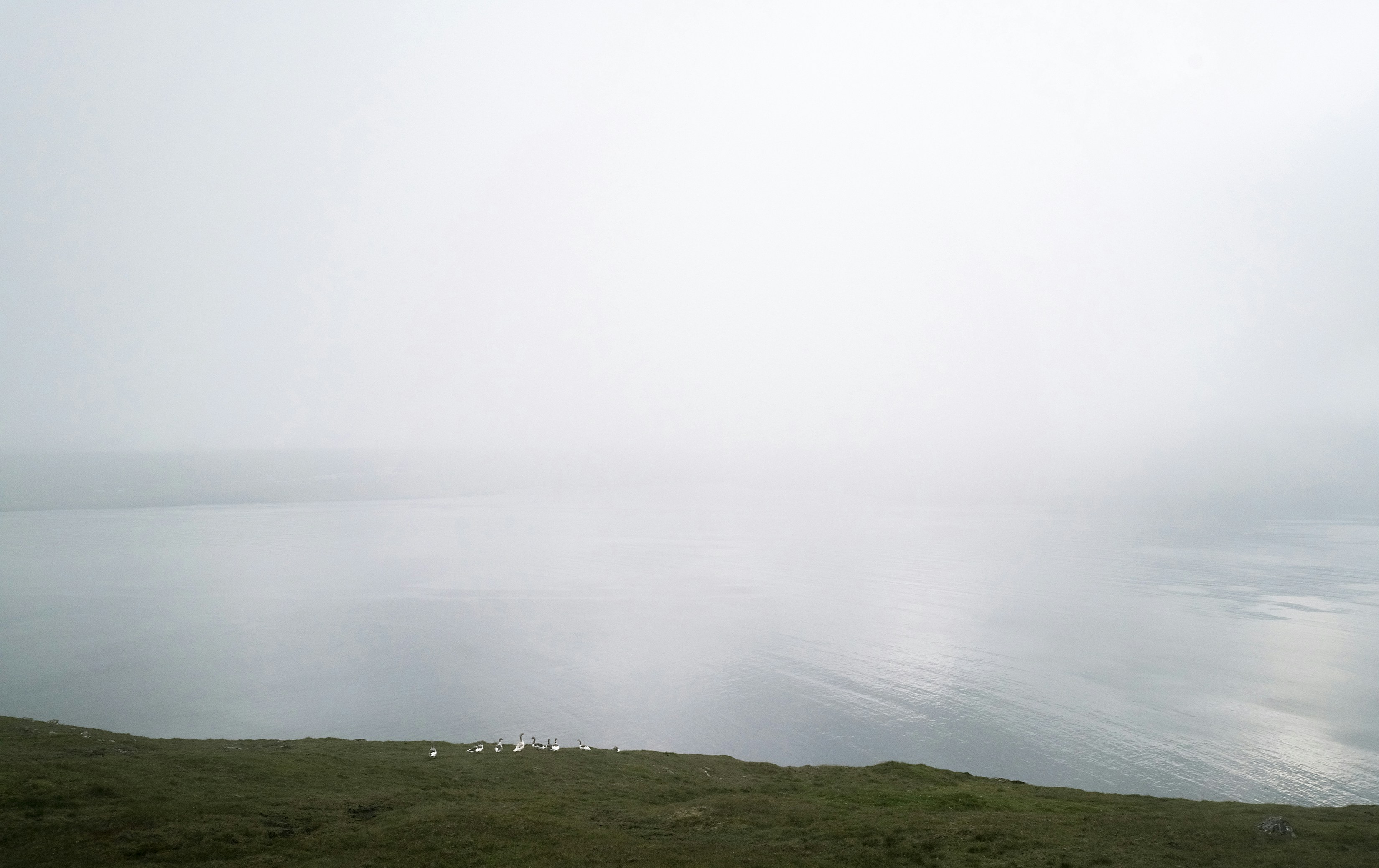 green grass field under foggy weather, 