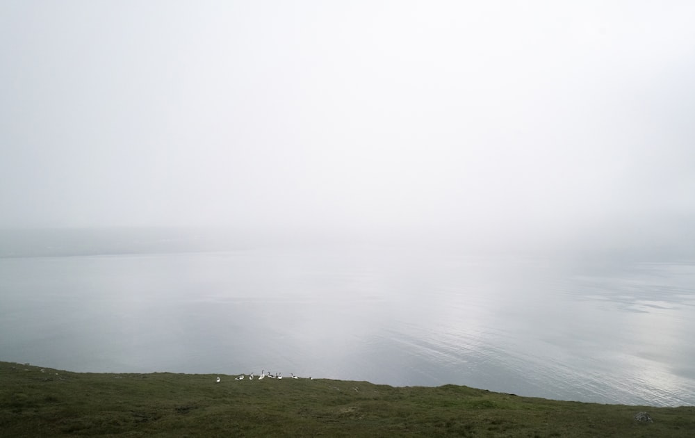 green grass field under foggy weather