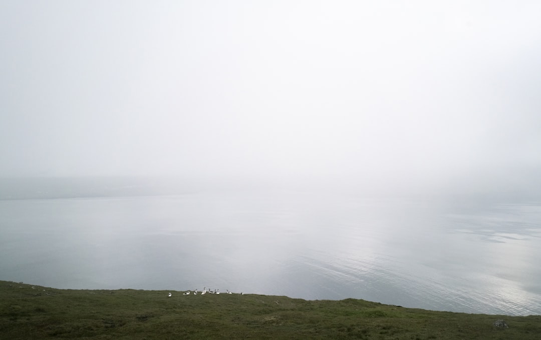 green grass field under foggy weather,