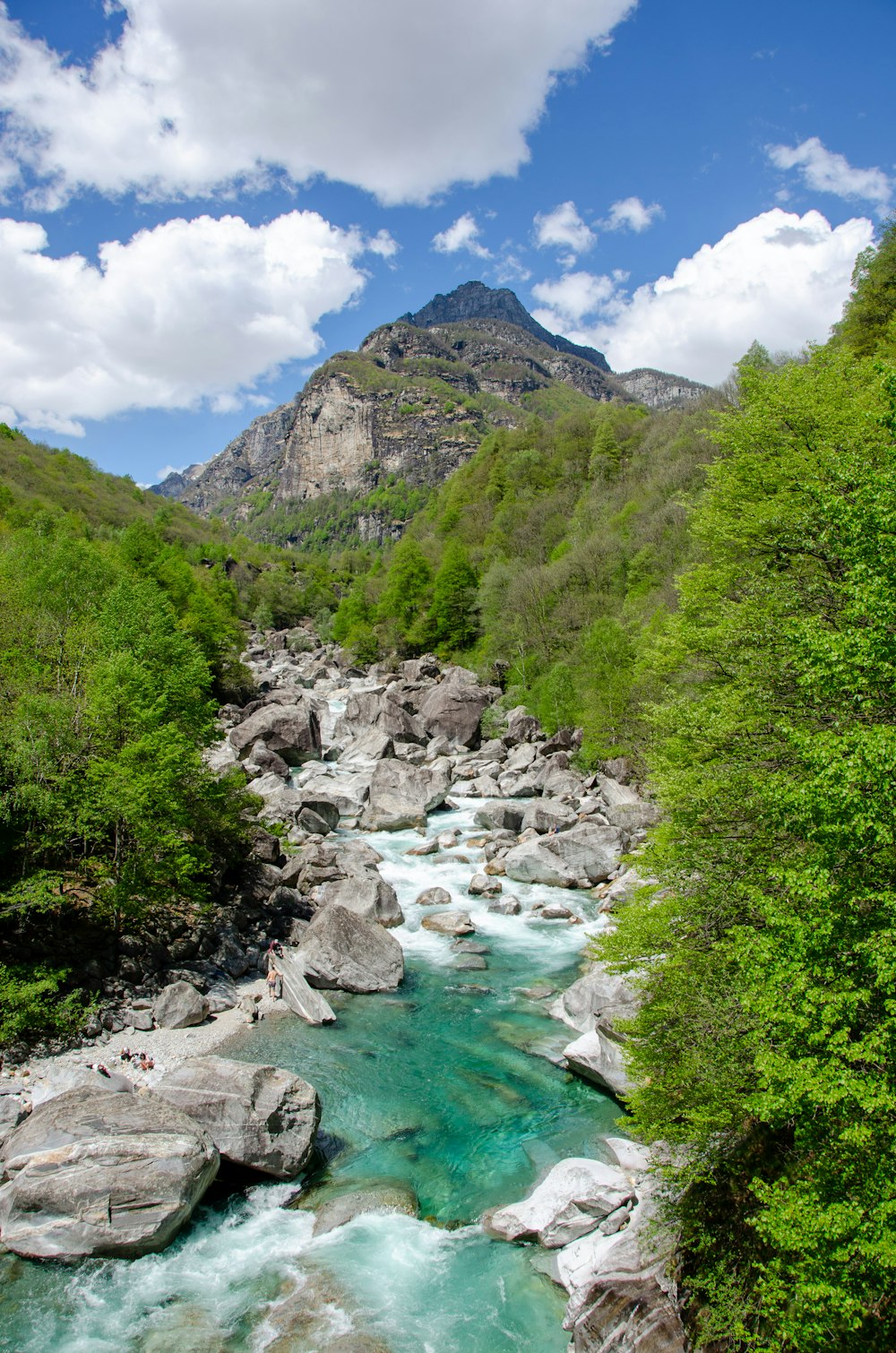 green trees near river under blue sky during daytime