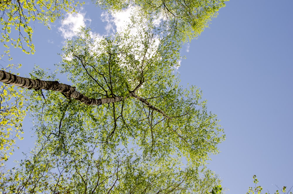 grüner Blattbaum unter blauem Himmel tagsüber
