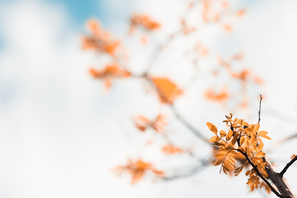 yellow flower in tilt shift lens