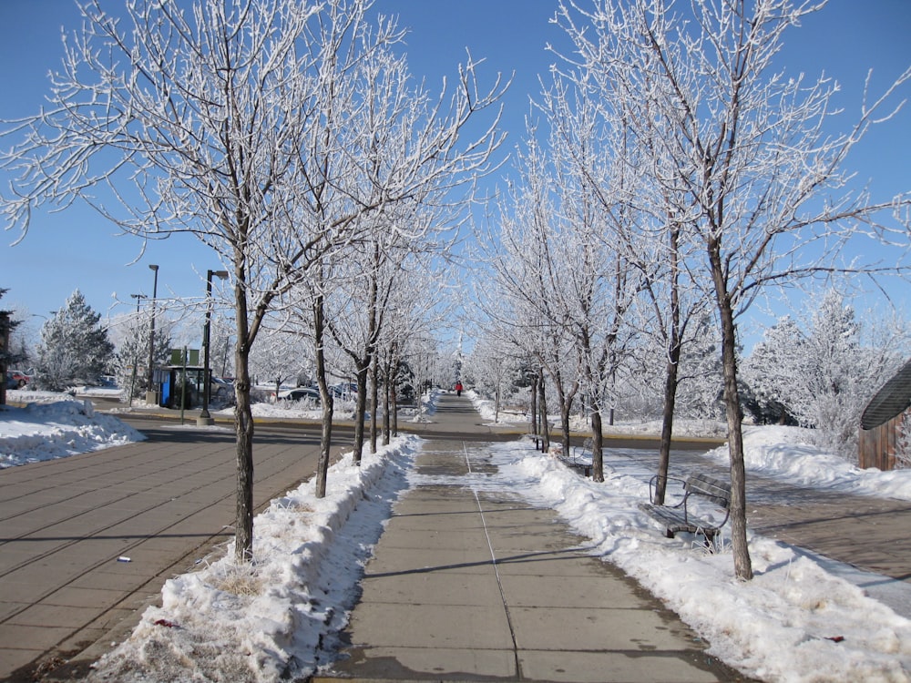 arbres dénudés sur un sol enneigé pendant la journée