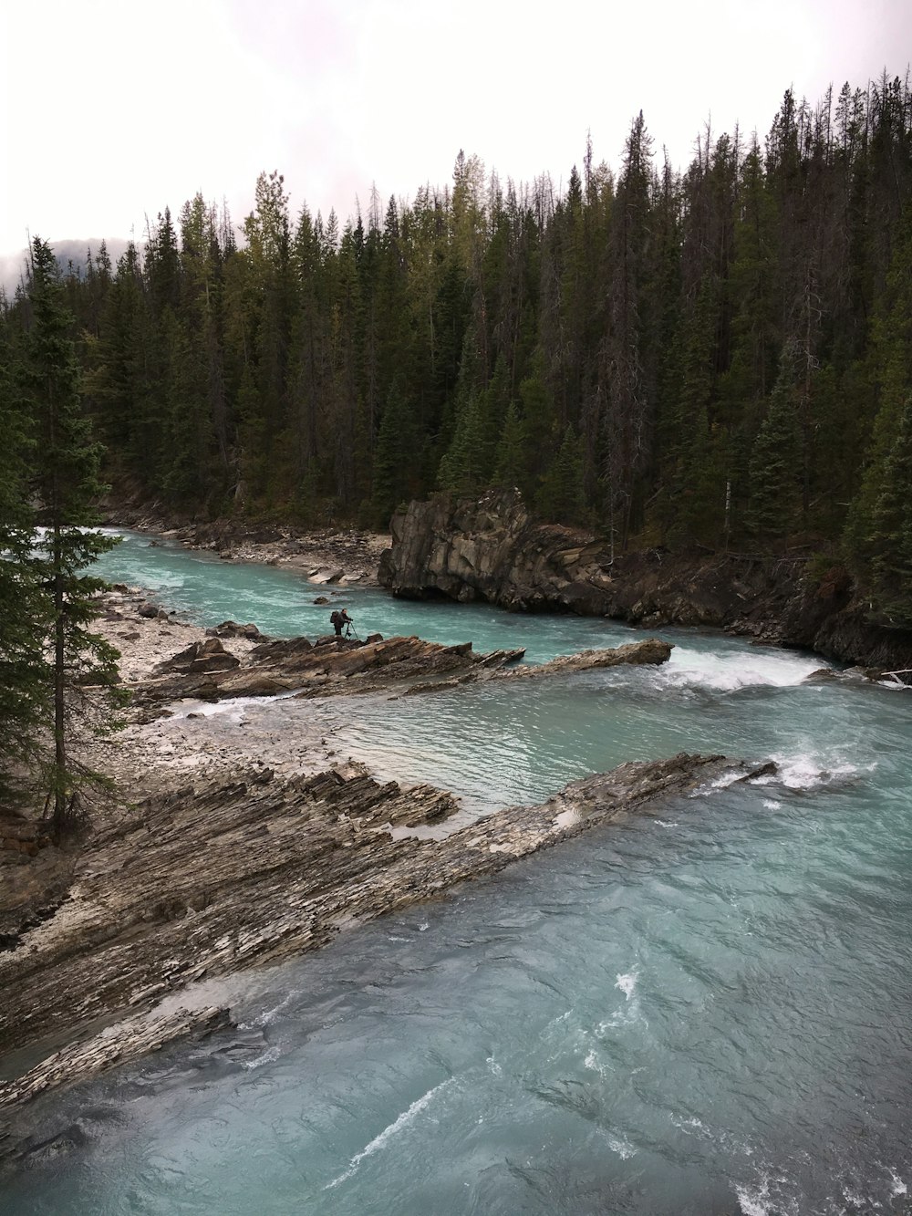 green trees beside body of water during daytime