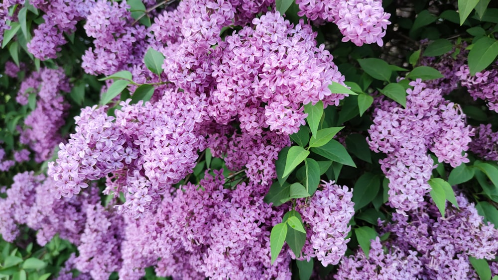 pink flowers with green leaves