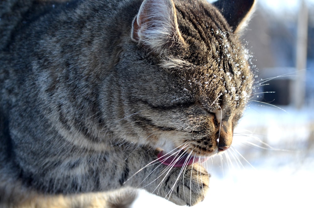 brown tabby cat on snow