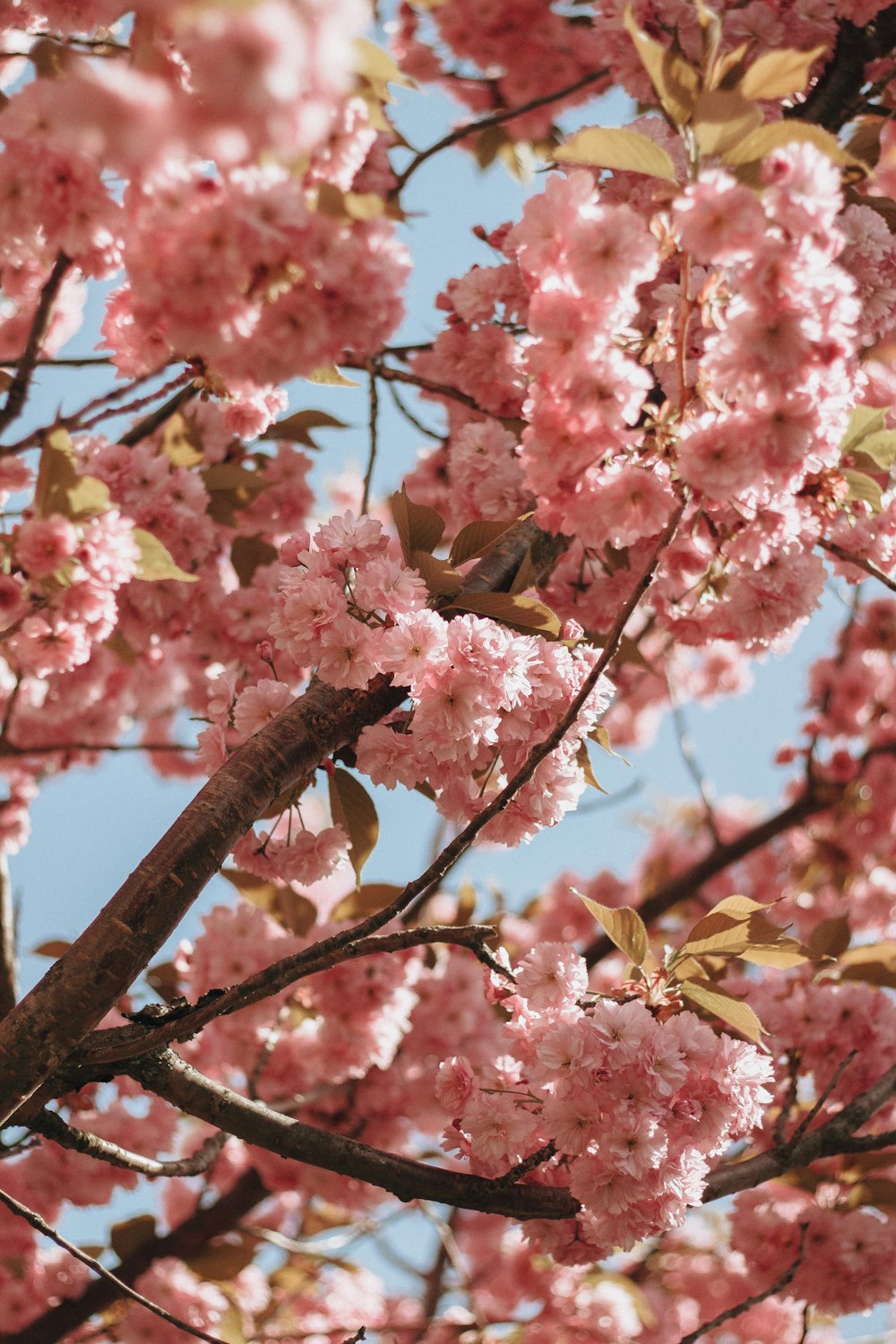 pink and yellow leaves on brown tree branch