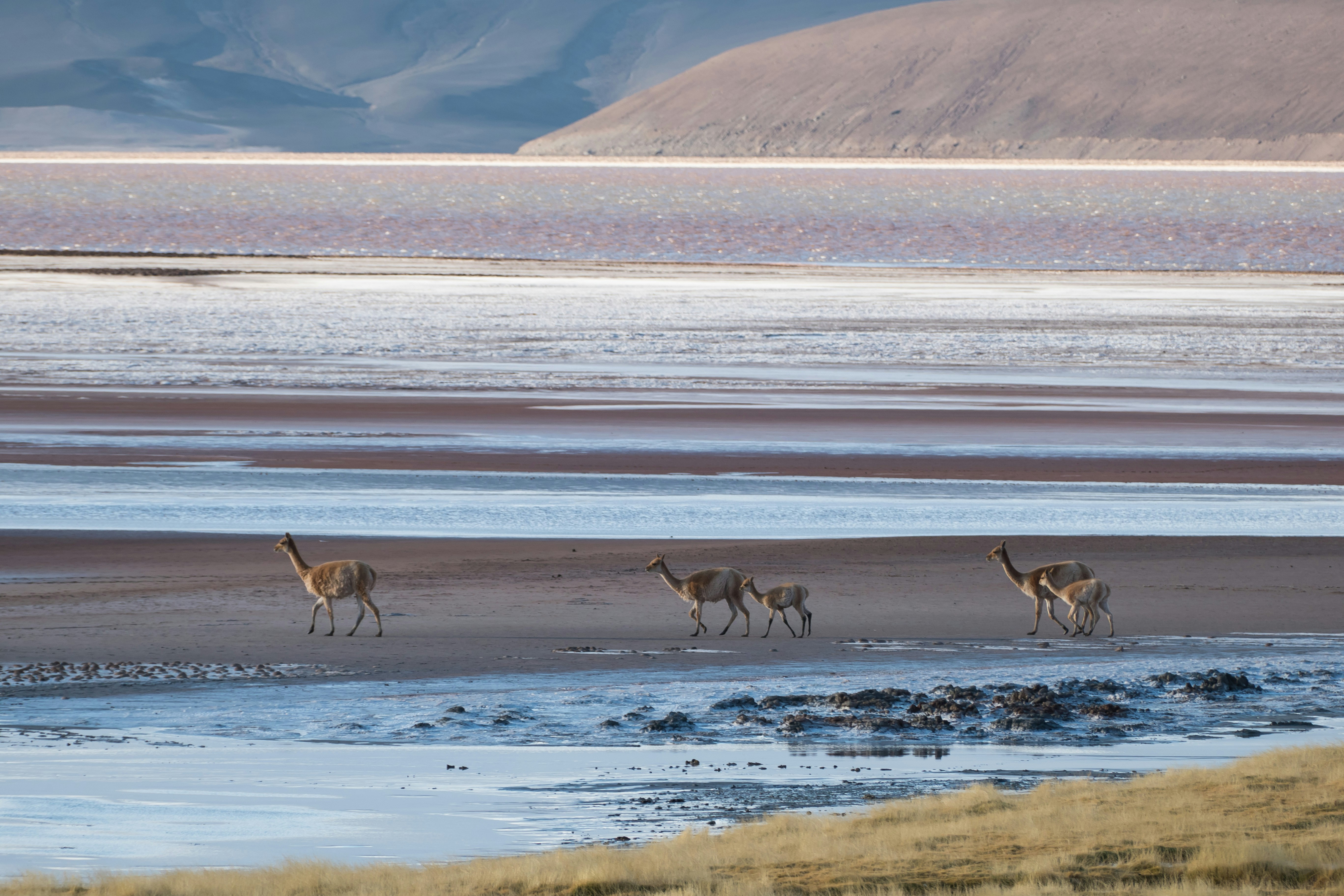 brown deer on white sand during daytime