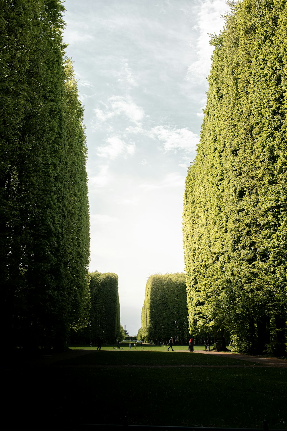 green trees under white sky during daytime