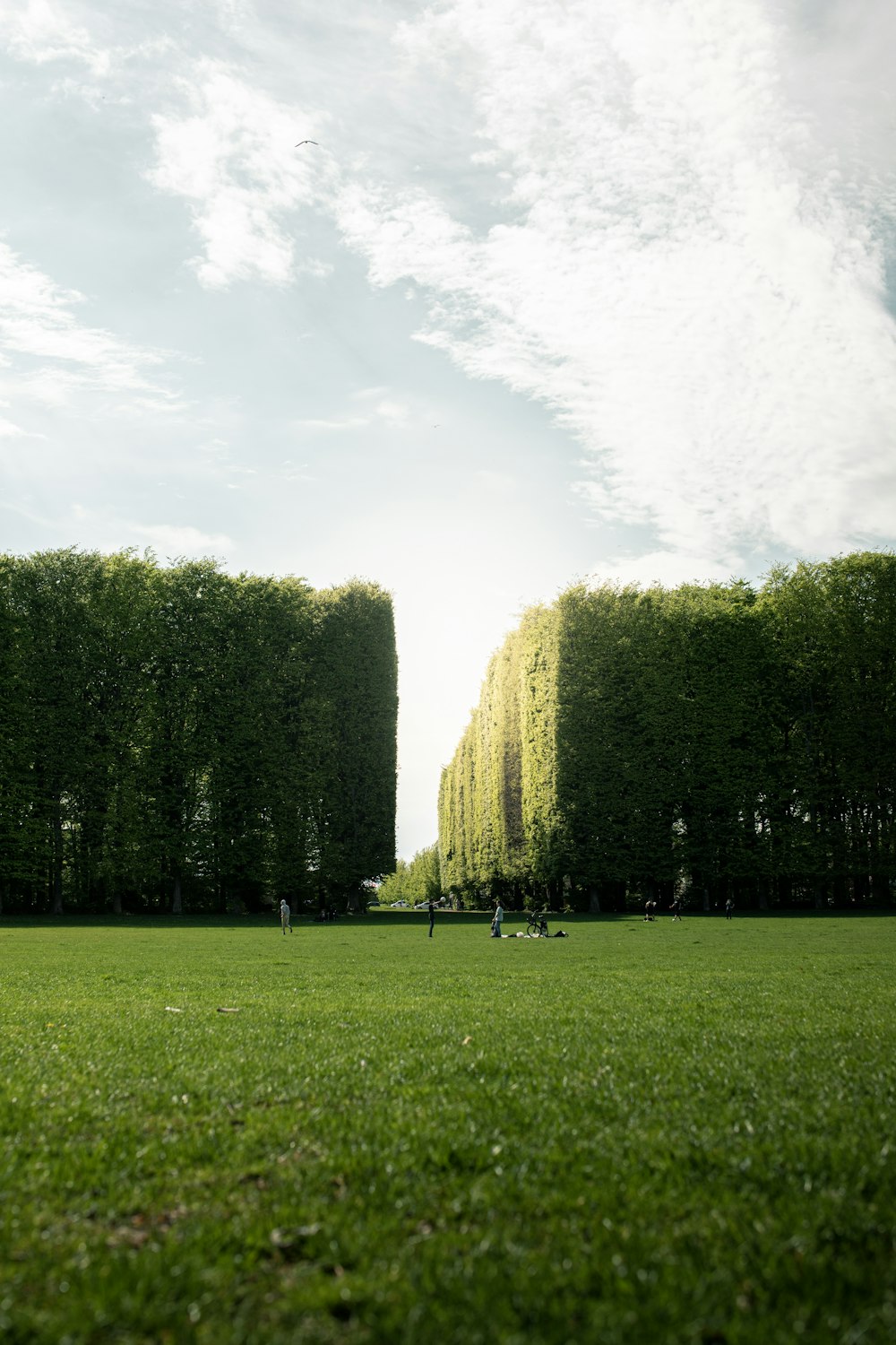 campo de grama verde com árvores sob o céu branco durante o dia