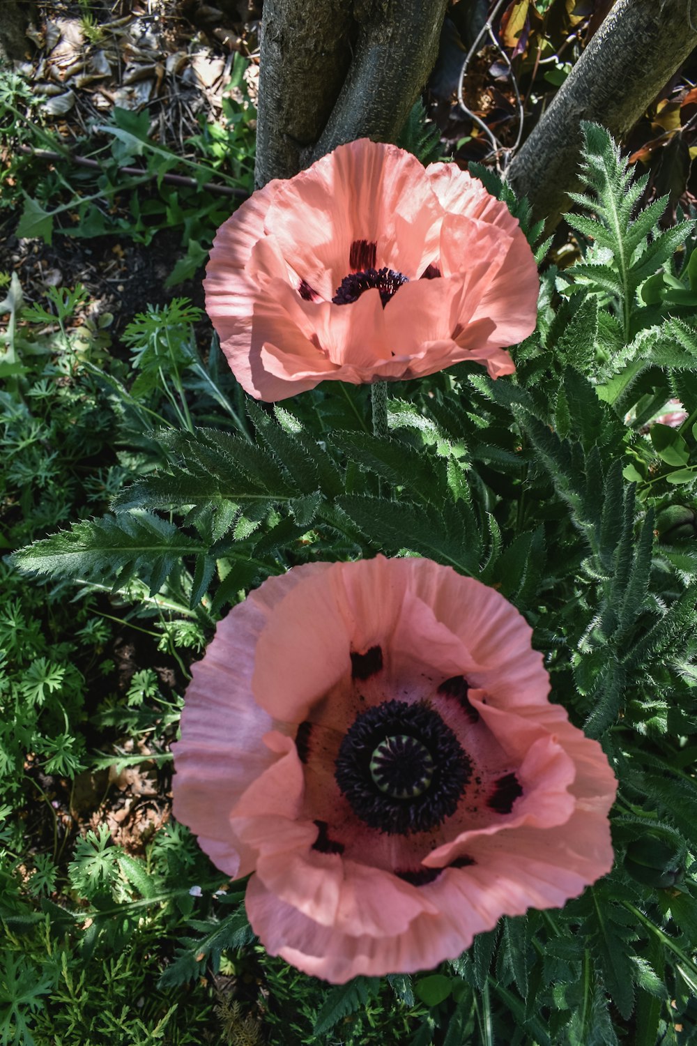 pink flower with green leaves