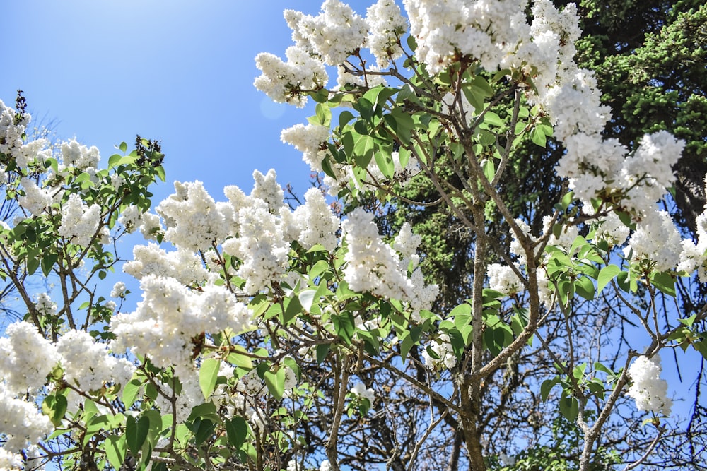 white flower tree under blue sky during daytime