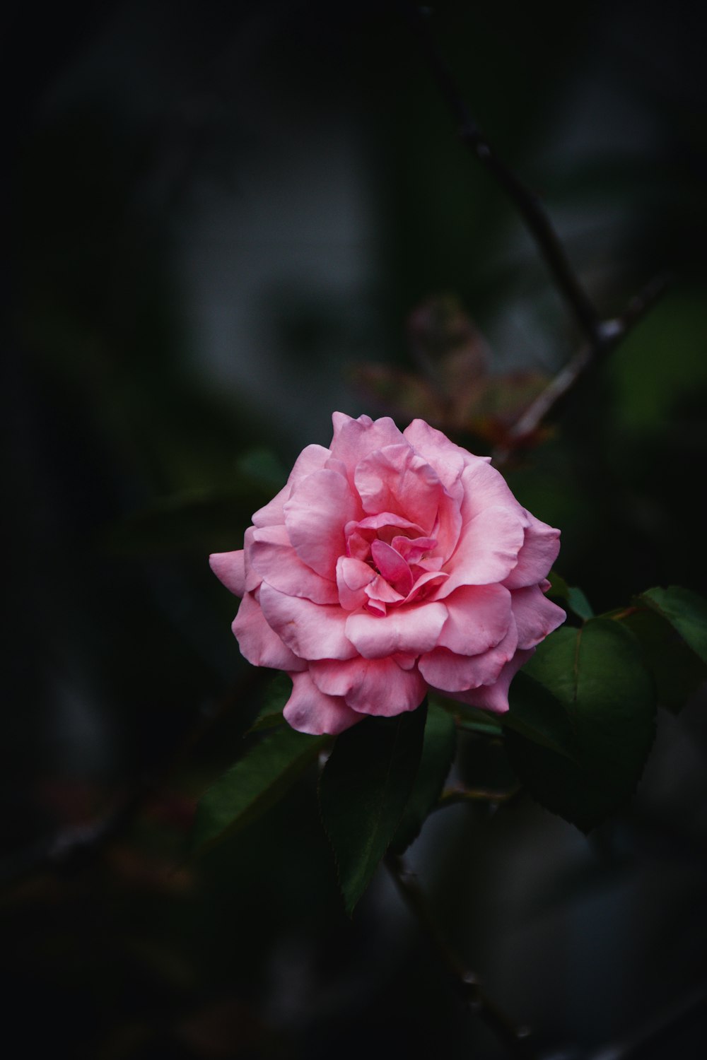 pink rose in bloom during daytime