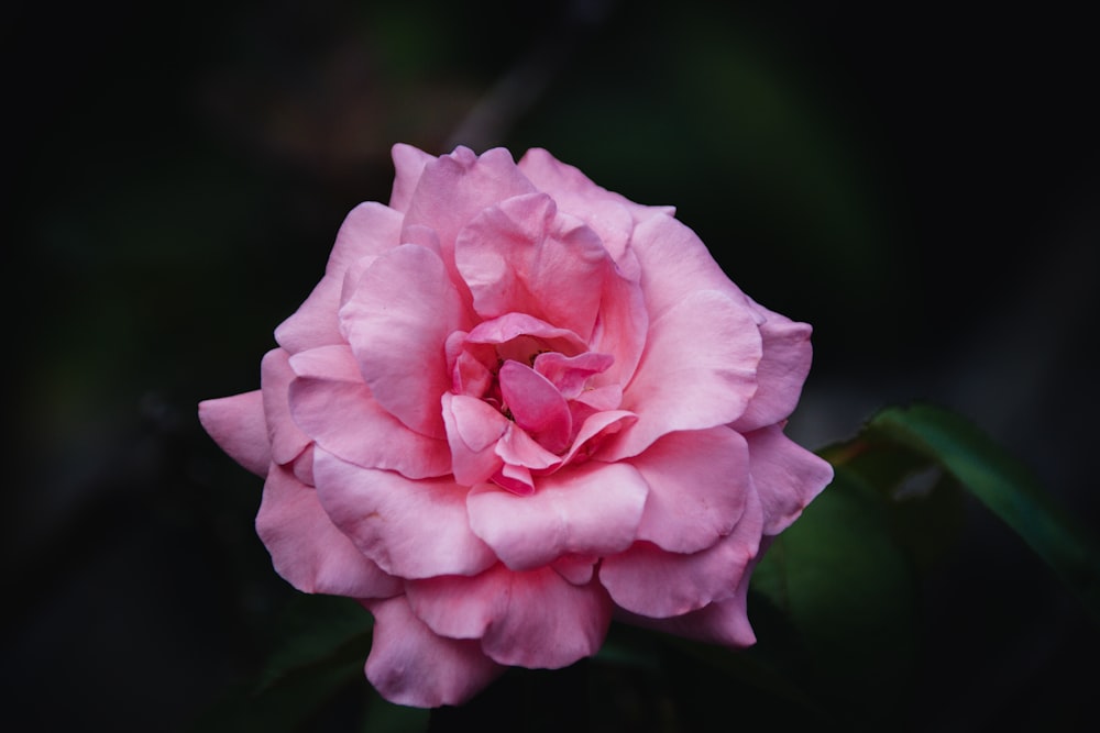 pink rose in bloom during daytime