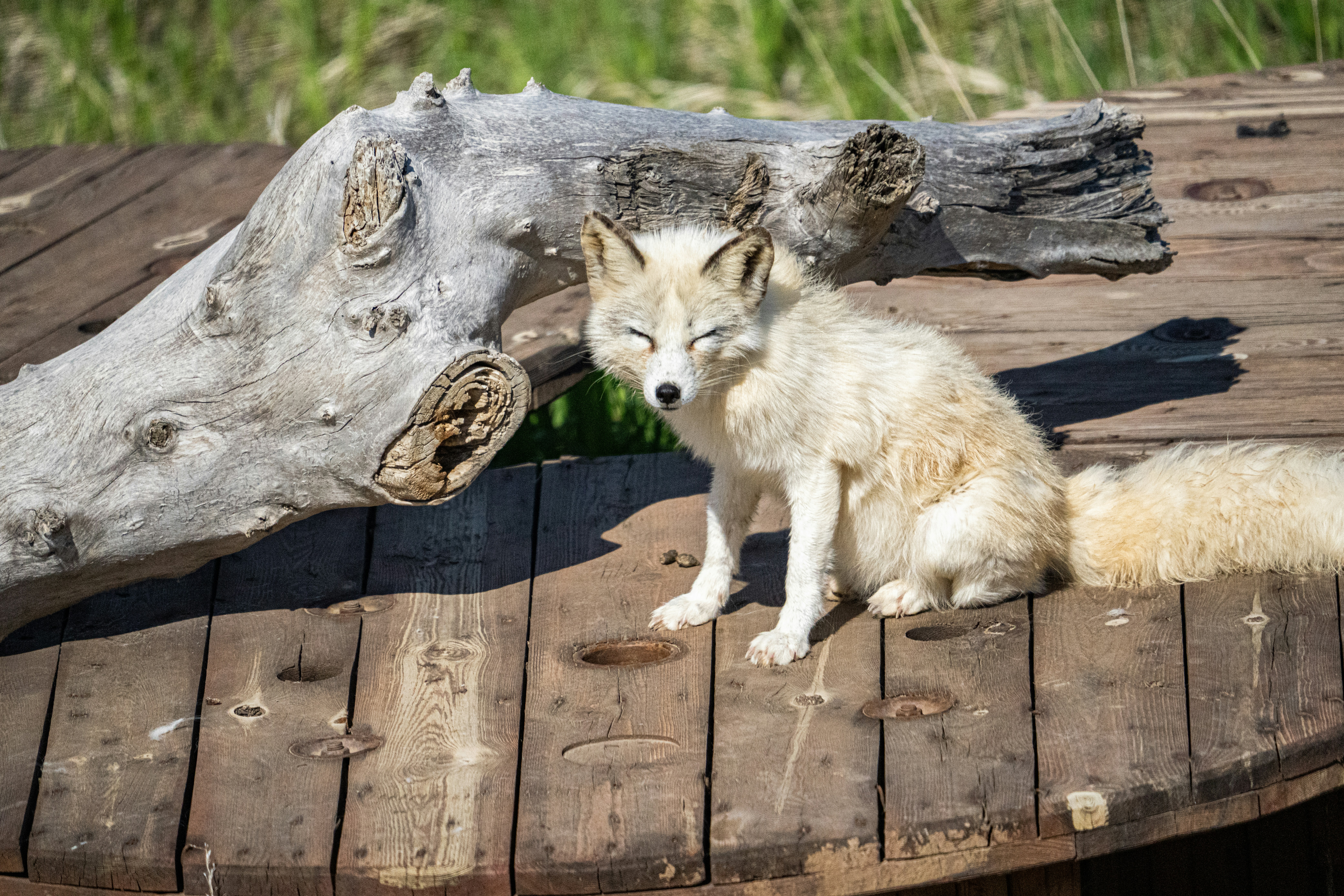 茶色の木製のテーブルに白いキツネの写真 Unsplashで見つける木材の無料写真