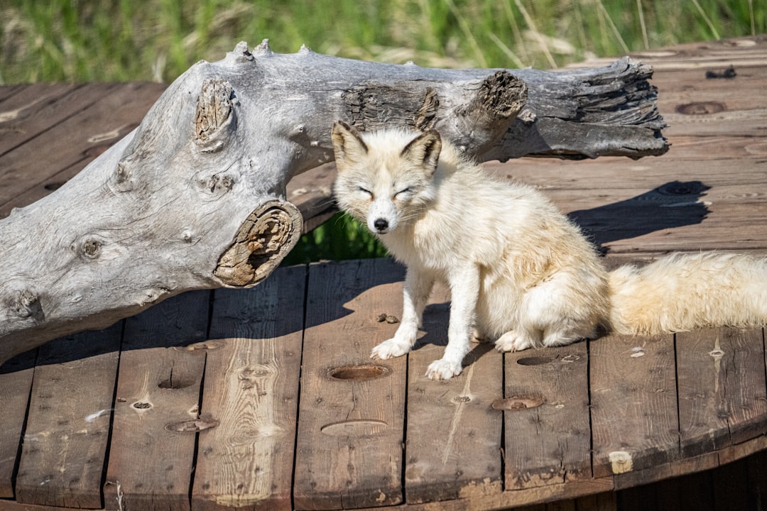 white fox on brown wooden table