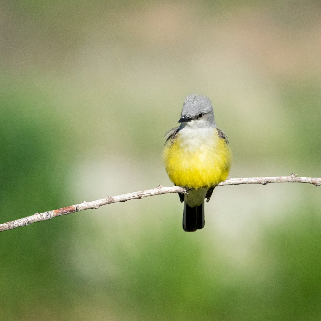 yellow and gray bird on brown tree branch