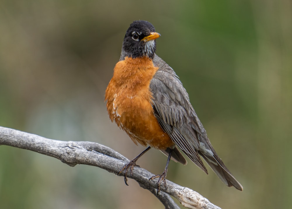 pájaro marrón y negro en la rama de un árbol