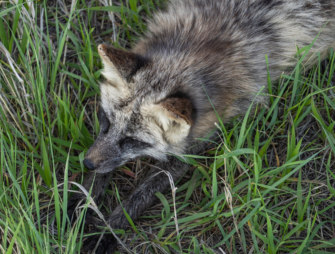 brown and white fox on green grass during daytime