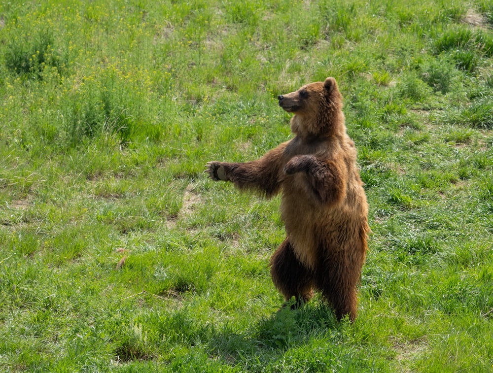 brown bear on green grass field during daytime