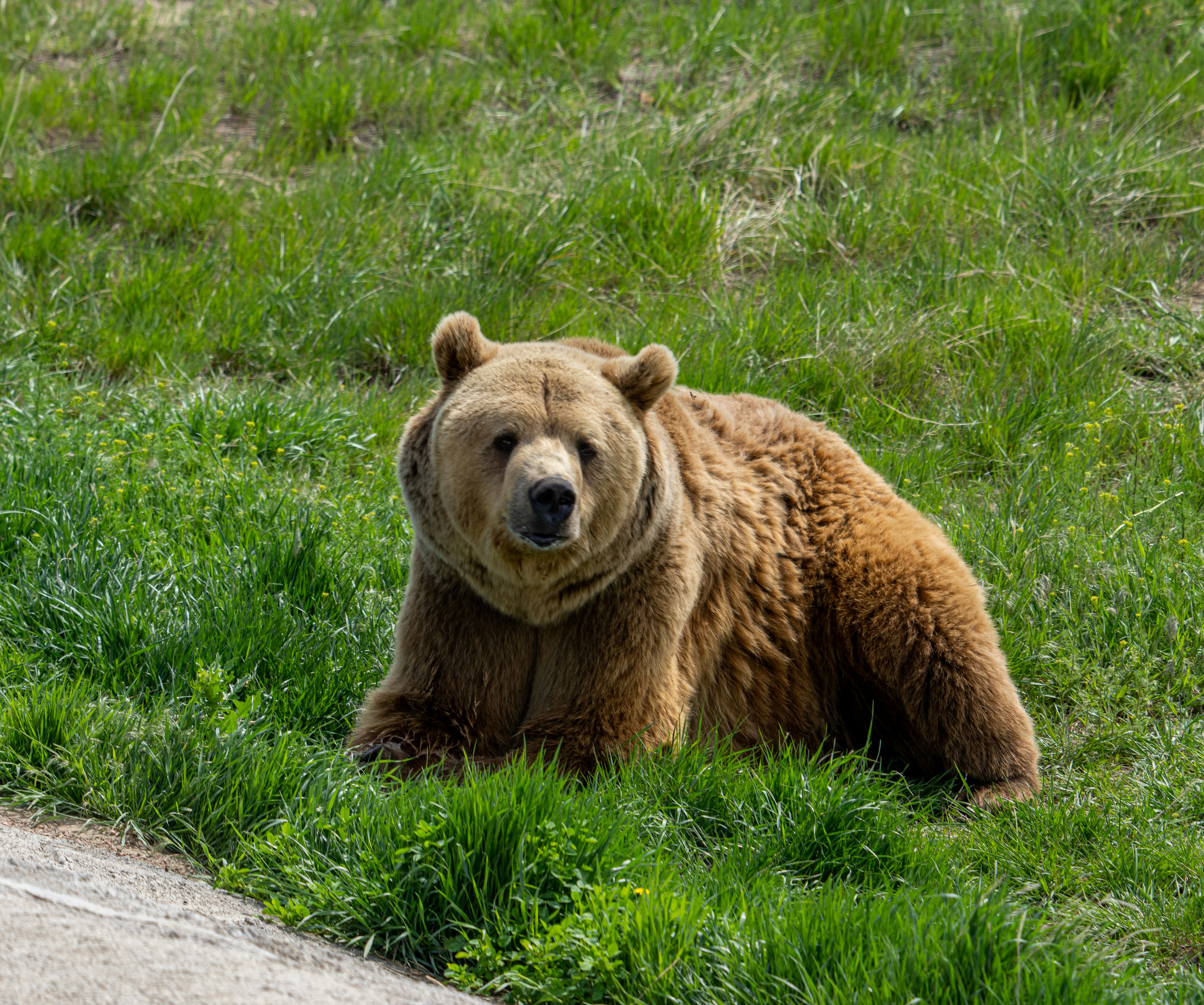 Пітер Брандт підкреслює ведмежу ціну XRP, «Вам потрібно з цим впоратися»
