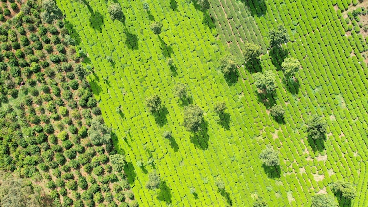 Aerial view of a lush green agricultural field with meticulously arranged rows of crops and scattered trees. The left side displays circular planting patterns, while the right has linear rows.