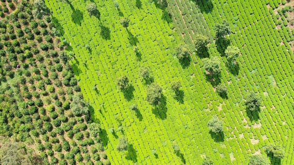 Aerial view of a lush green agricultural field with meticulously arranged rows of crops and scattered trees. The left side displays circular planting patterns, while the right has linear rows.