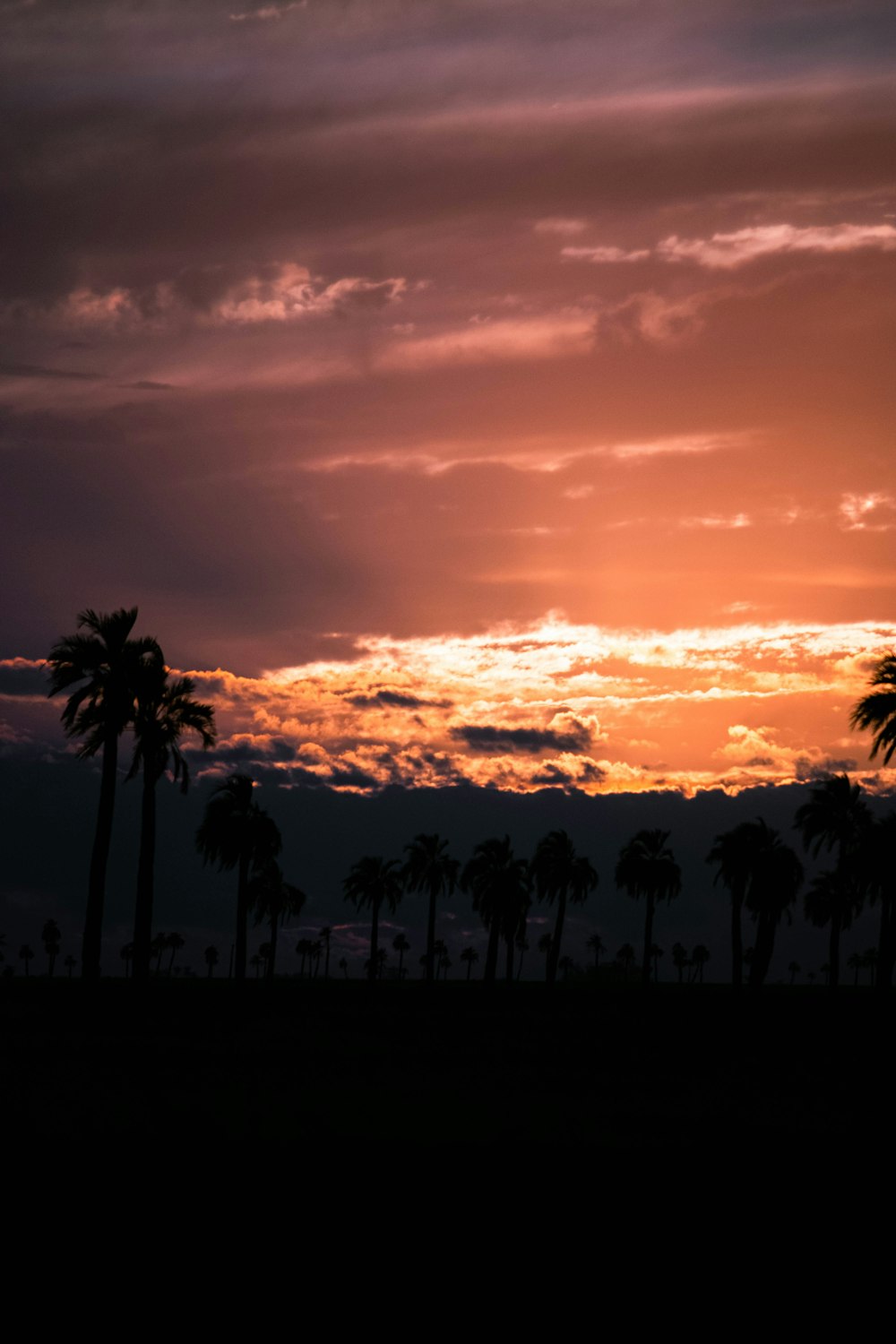 palm trees under cloudy sky during sunset