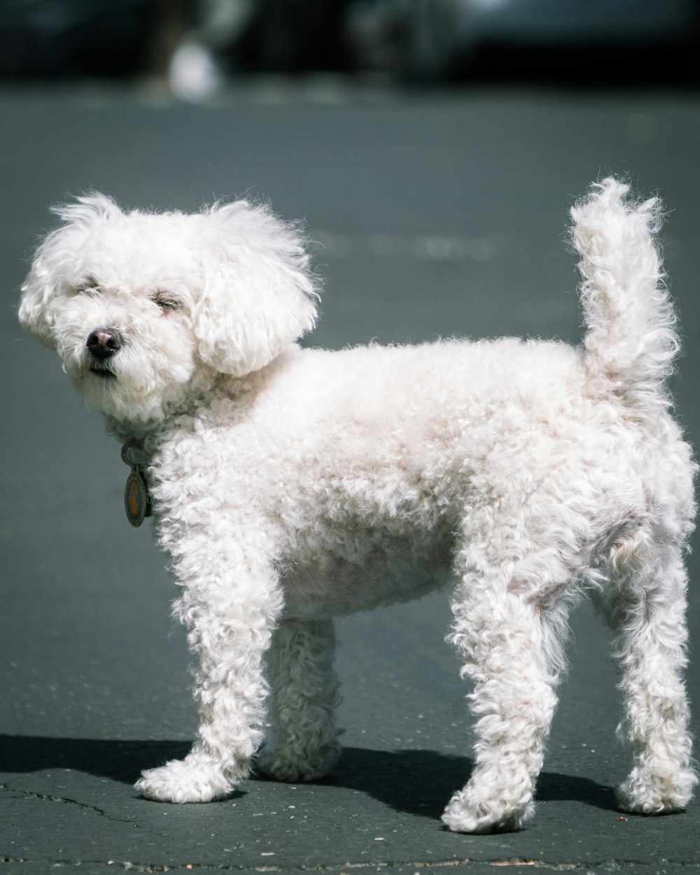 cachorro de caniche blanco en piso de concreto gris