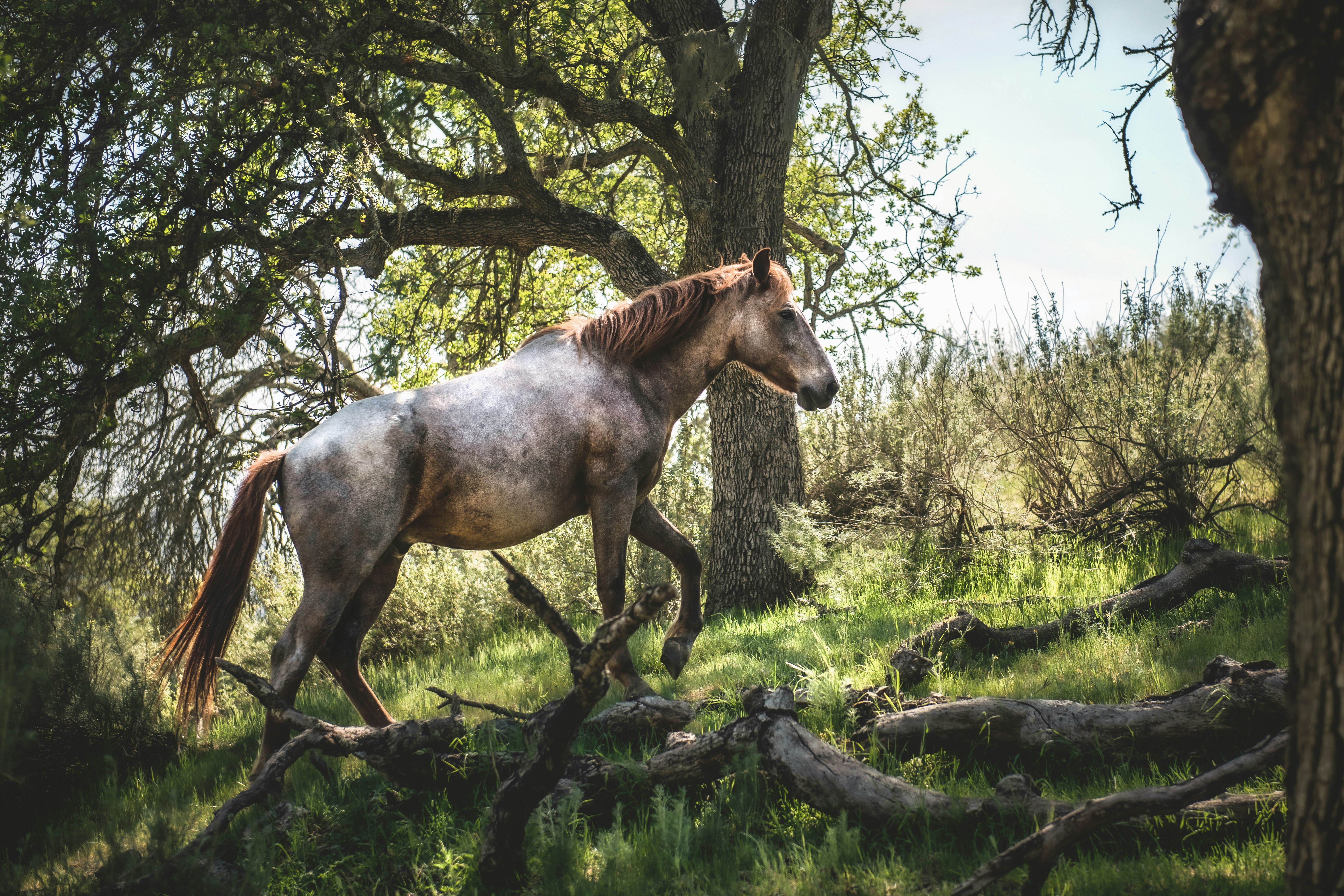 brown horse on green grass field during daytime