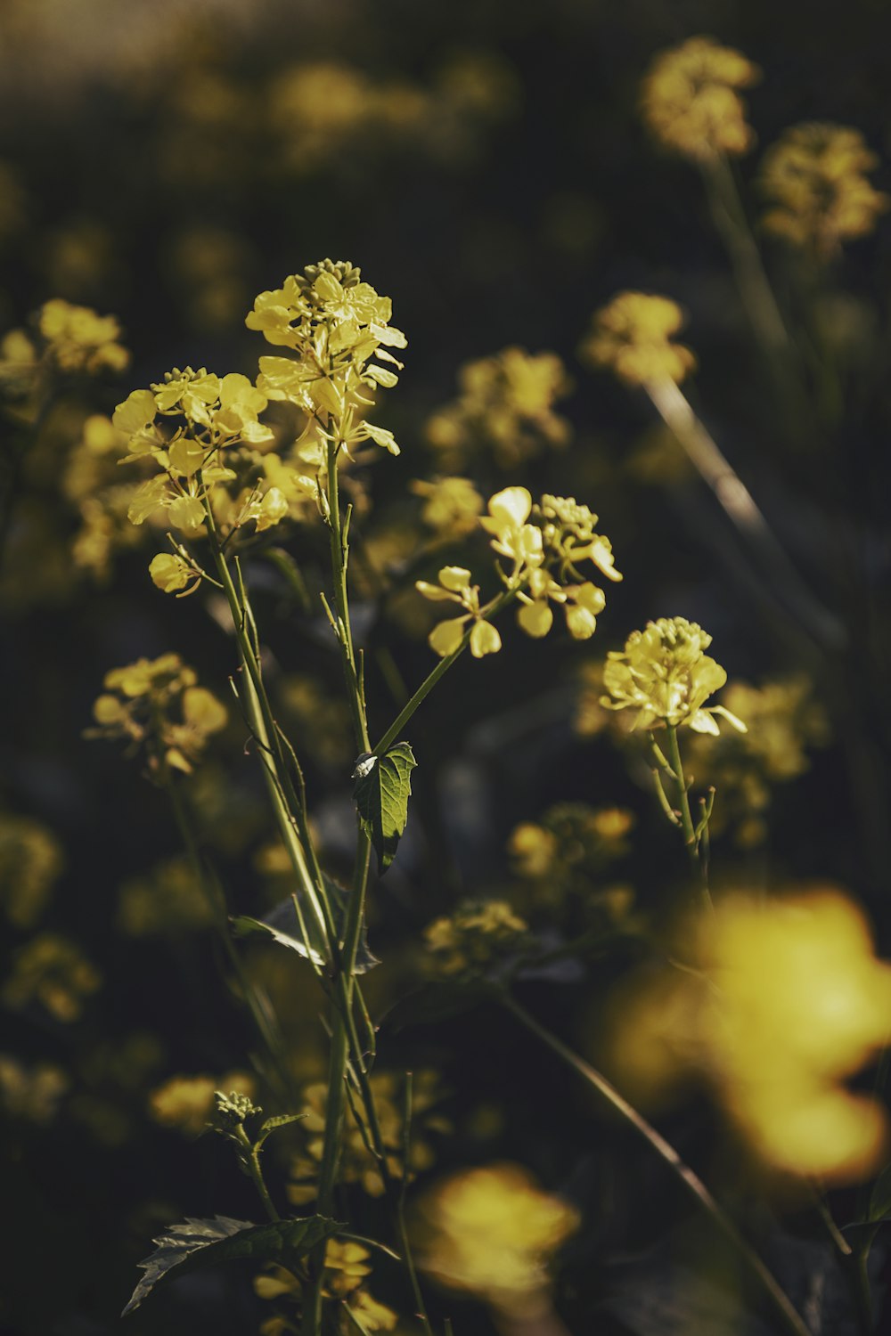 yellow flowers with green leaves