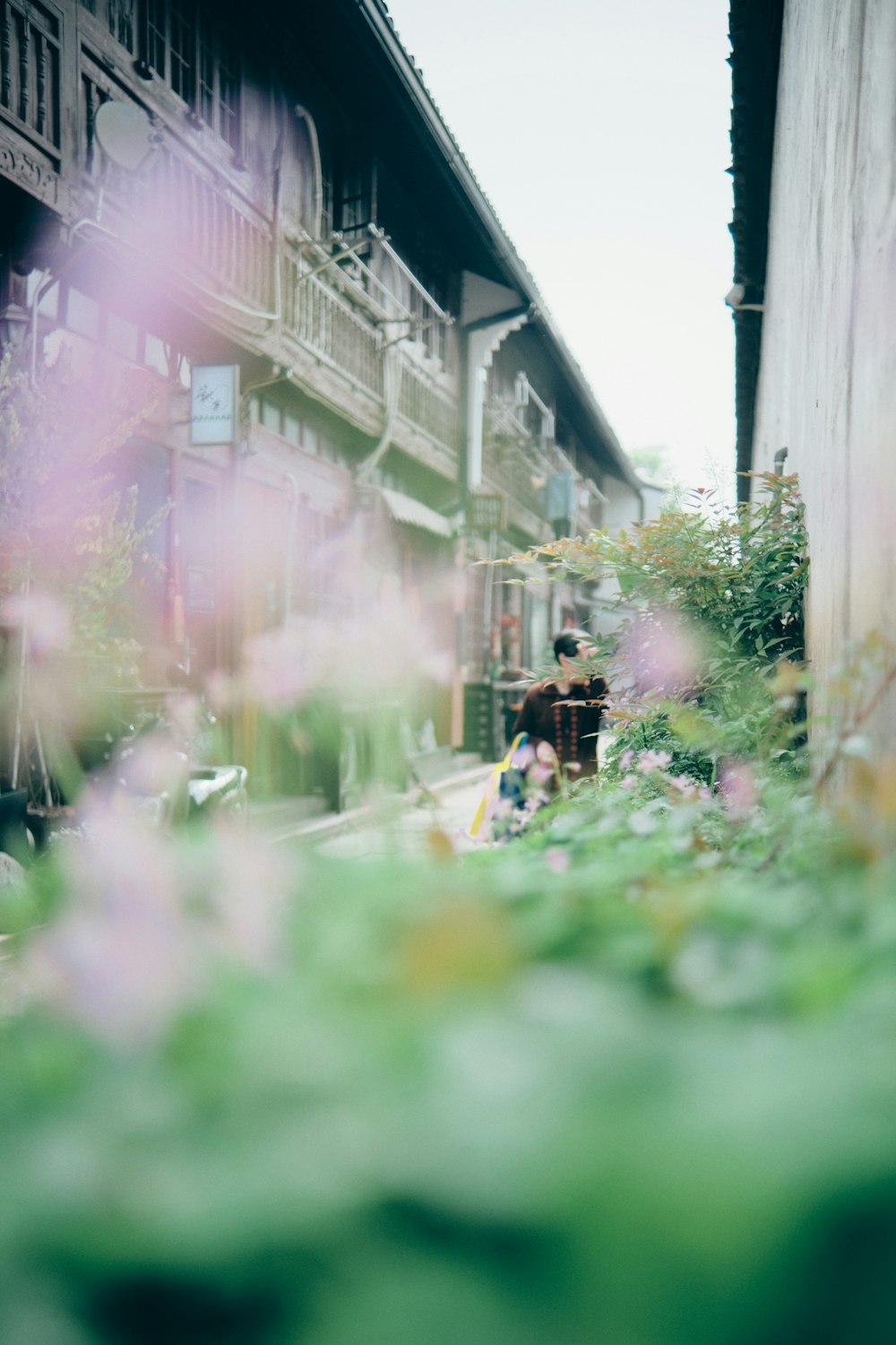 white and pink flowers near white building during daytime