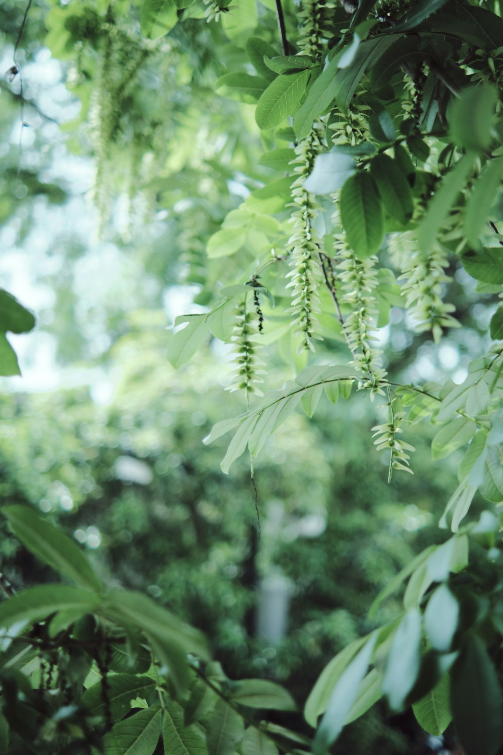 green leaves in tilt shift lens