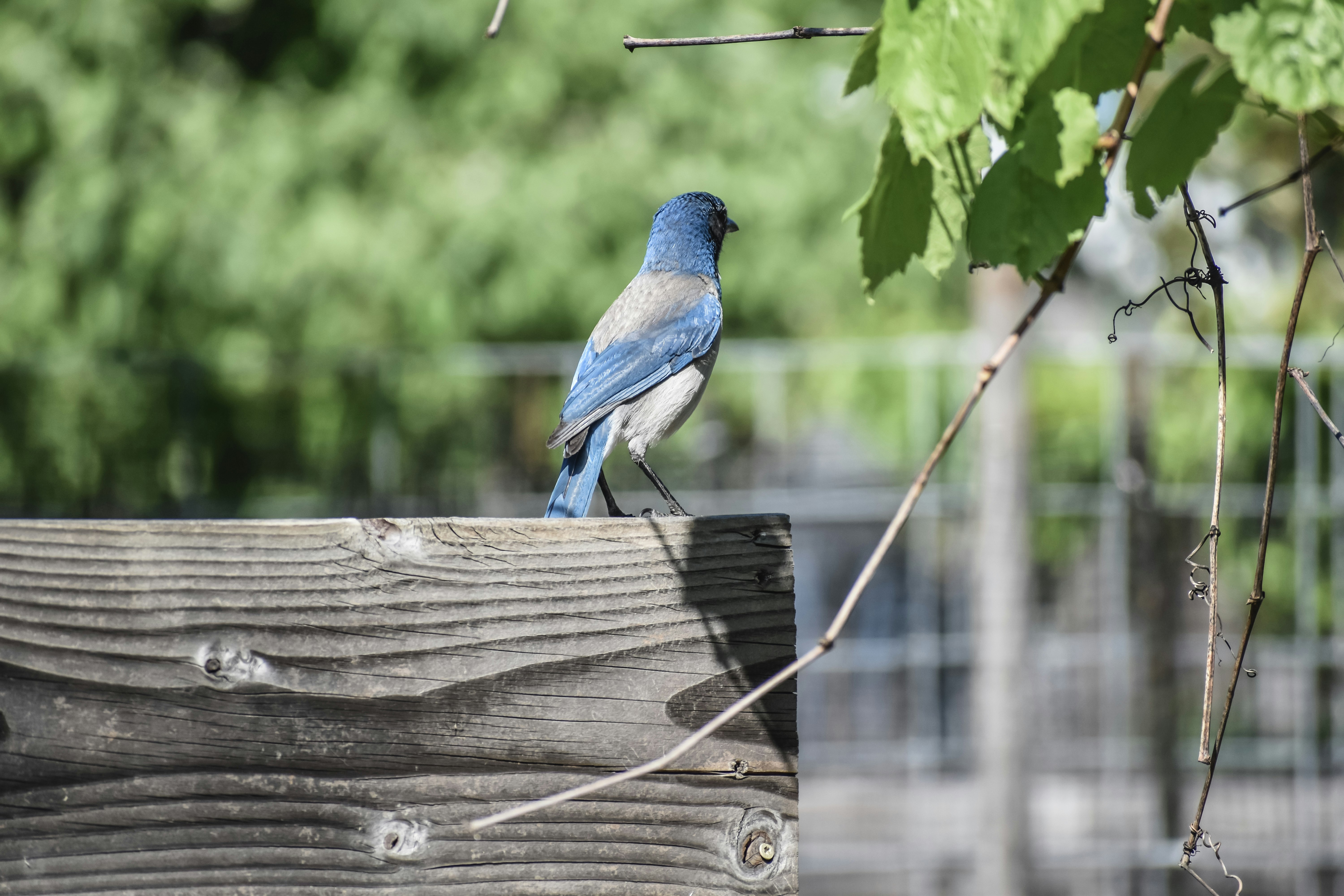 blue bird on brown wooden fence during daytime