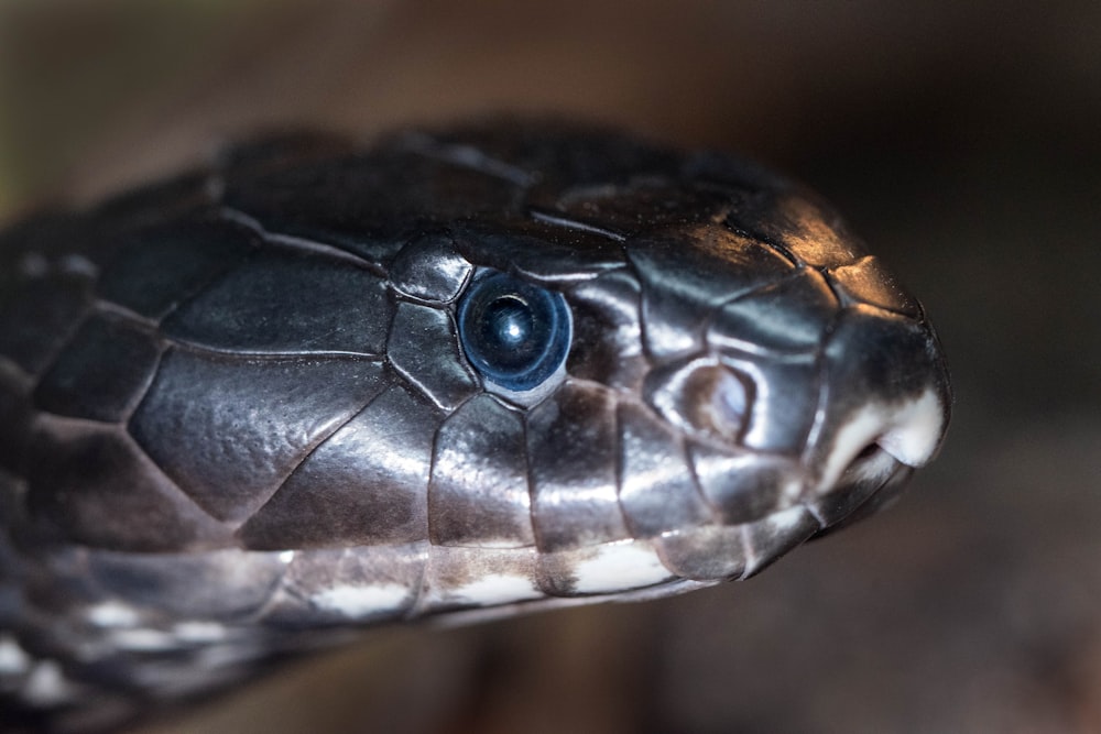 a close up of a black snake's head