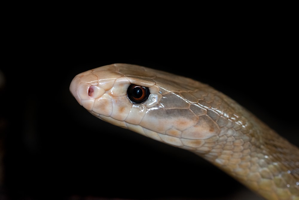 brown snake on black background