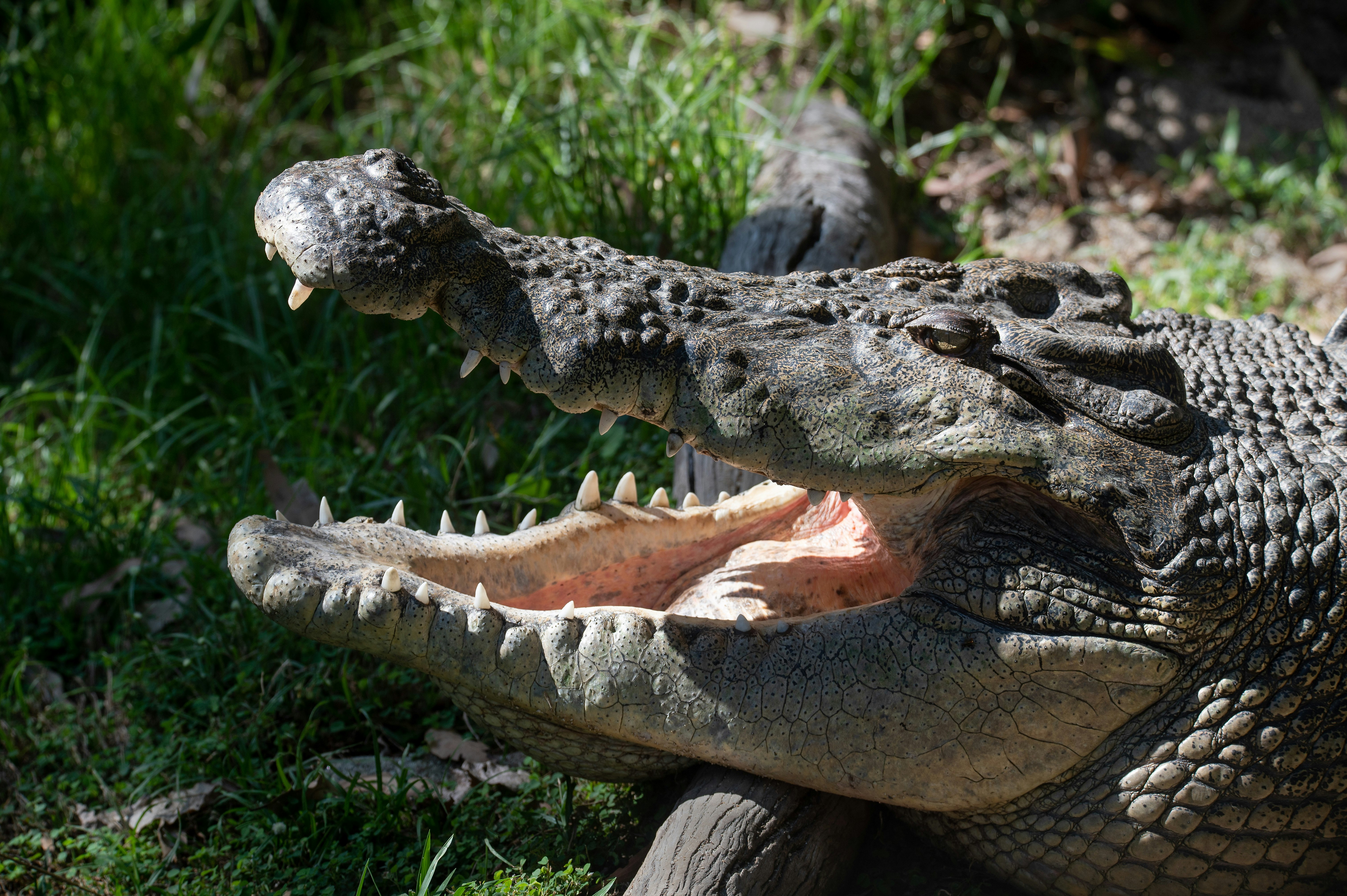 black and white crocodile on green grass during daytime