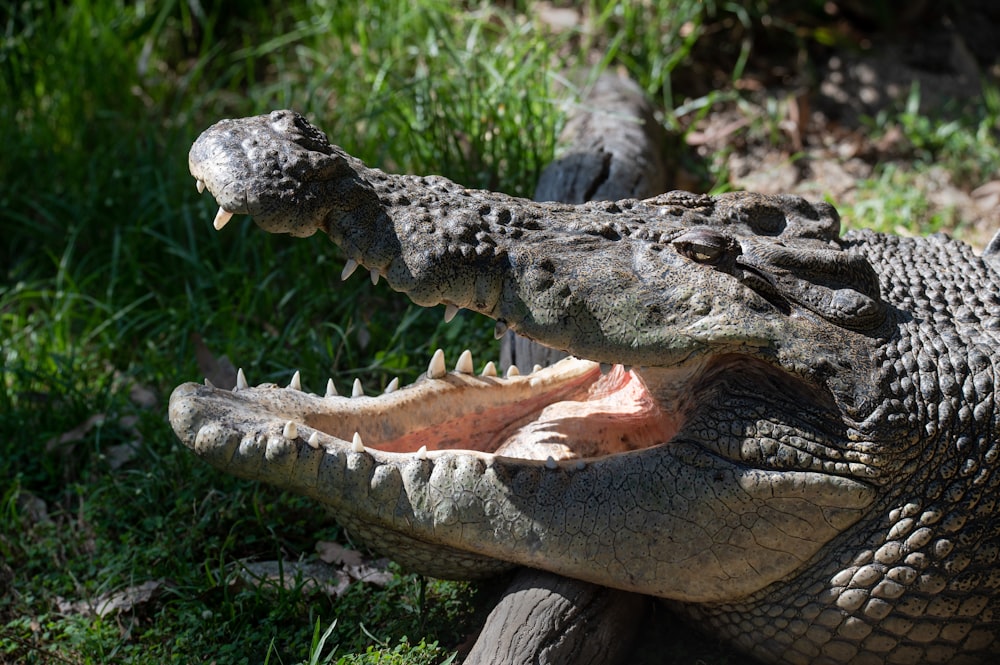 black and white crocodile on green grass during daytime