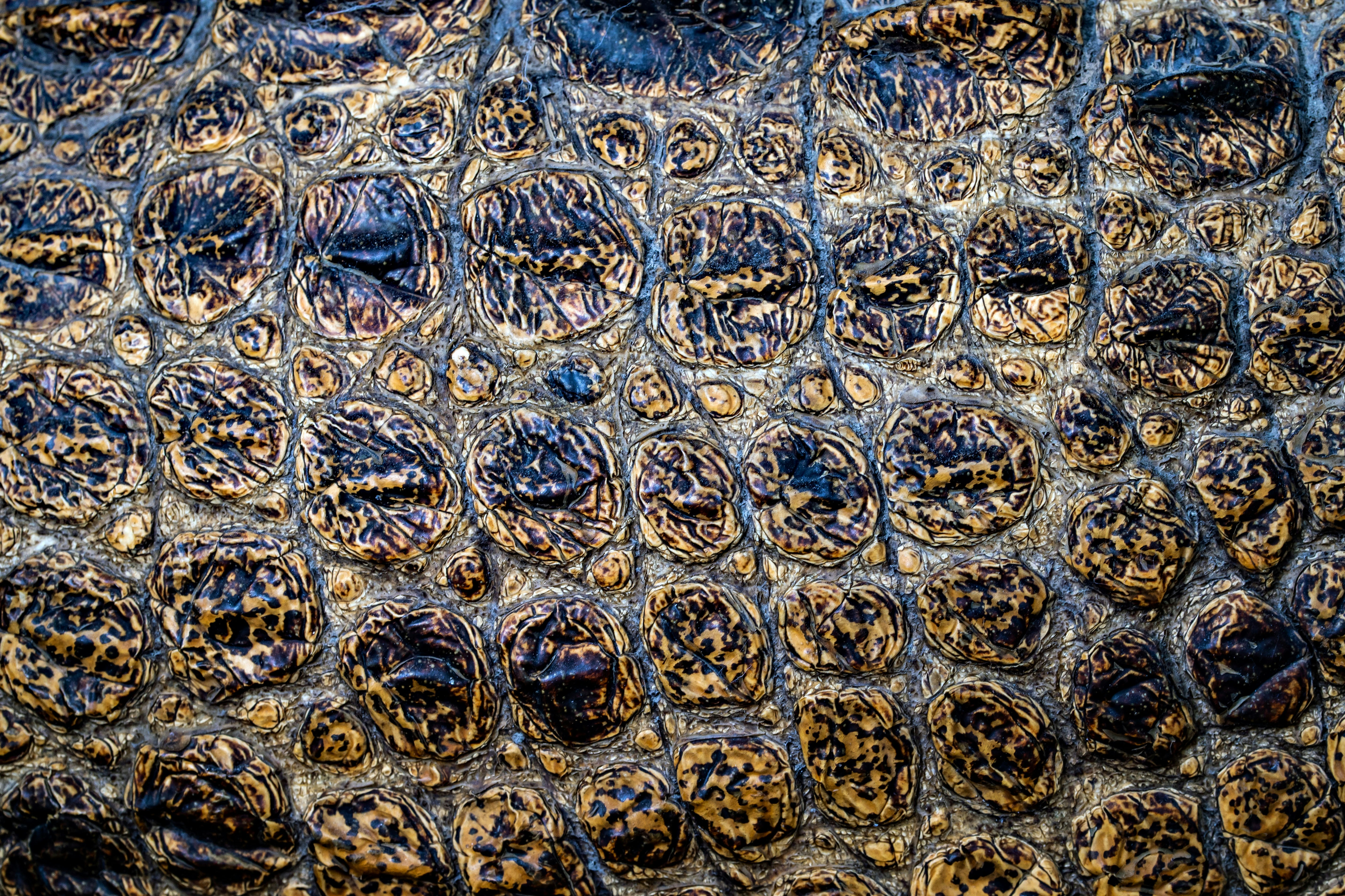 The side of a crocodile showing the pattern of amoeba shapes which makes excellent camouflage in the wild. I design camouflage patterns, and my range of amoeba camouflage designs is inspired by this pattern. If you are interested in camouflage, visit my web site camouflagepatterns.wordpress.com. I hope that some day my camouflage will be used on photographer's vests, for bird, safari and general nature photographers.