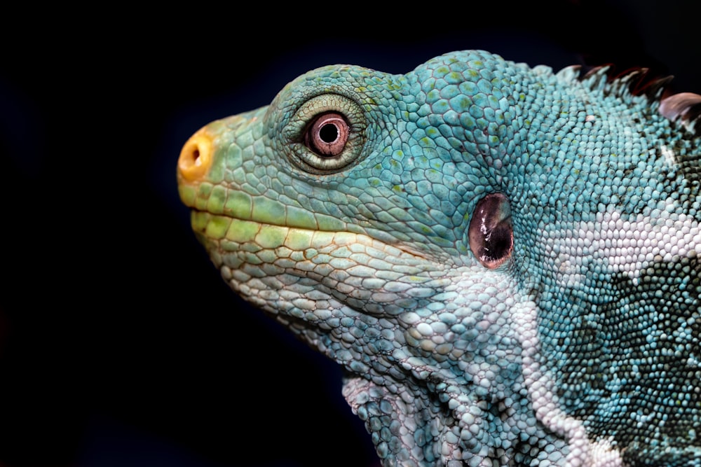 lagarto verde y blanco sobre madera marrón