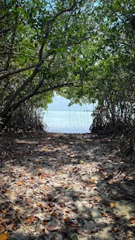 A serene mangrove forest at dawn with soft light filtering through the leaves.
