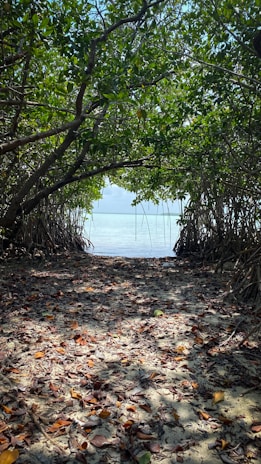 Sunlight filters through lush mangroves along a serene river in Los Haitises National Park.