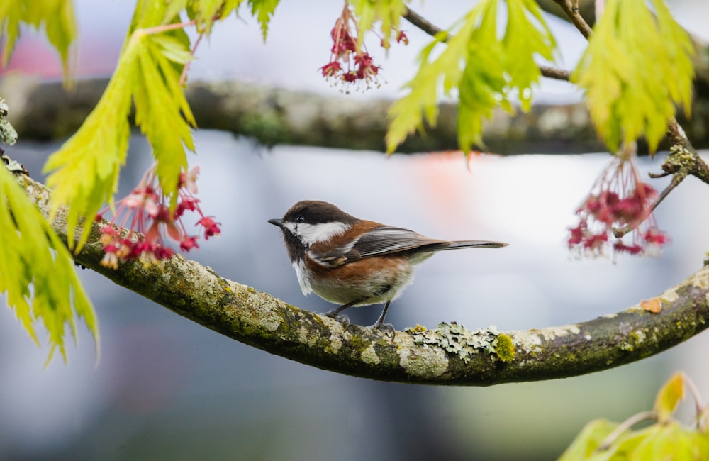 white and brown bird on tree branch