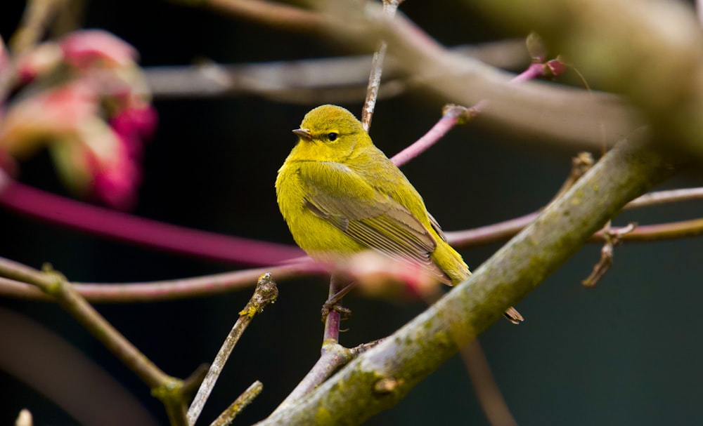 yellow bird on brown tree branch