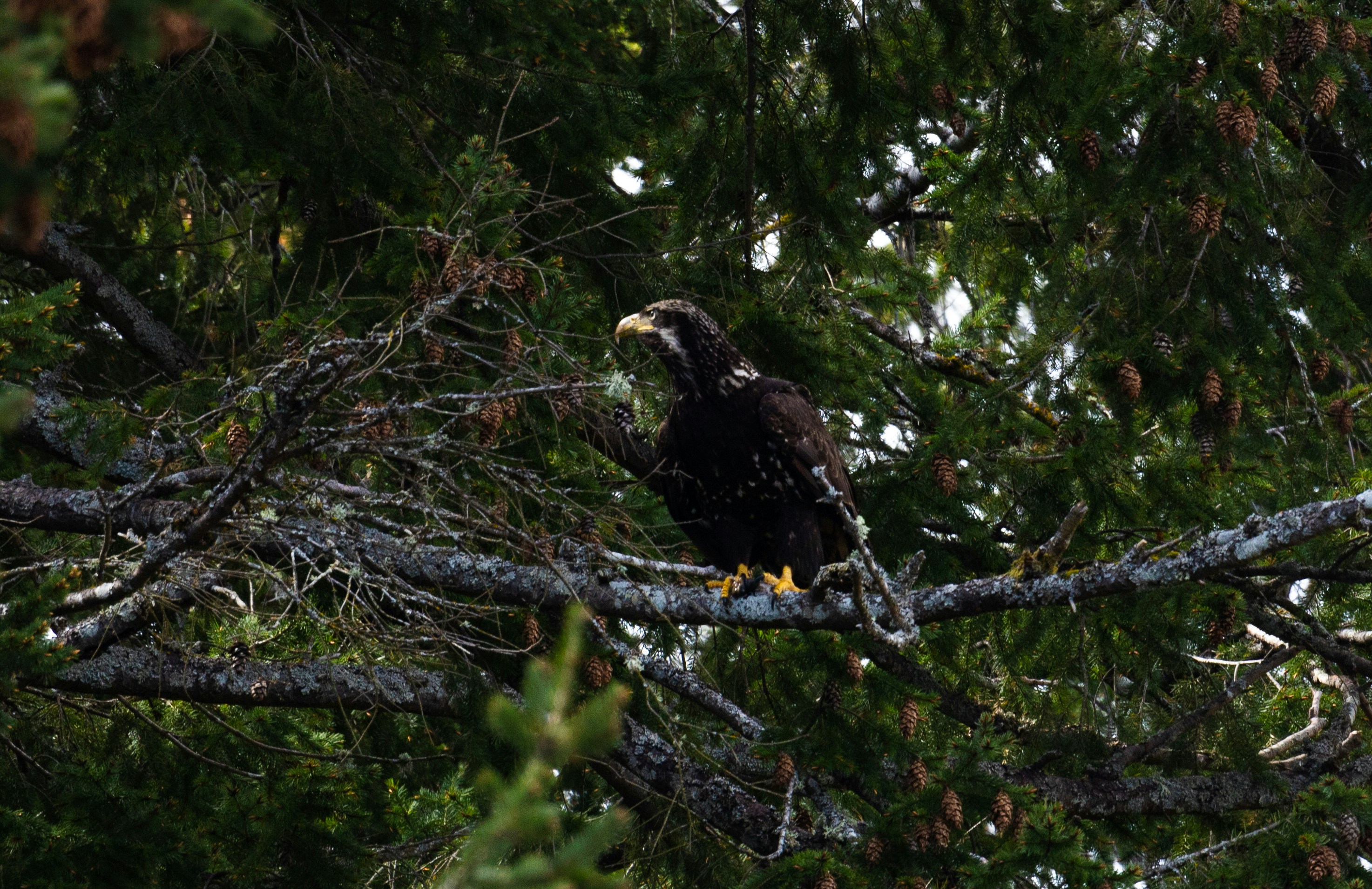 aigle brun et blanc sur la branche d’arbre pendant la journée
