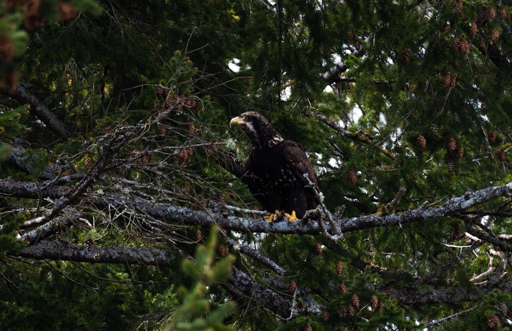 brown and white eagle on tree branch during daytime